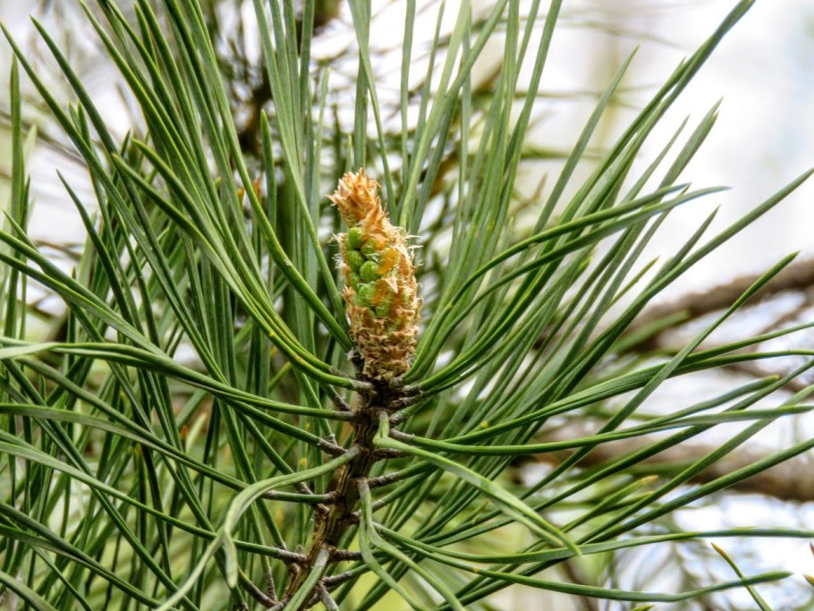 Строение шишек голосеменных растений