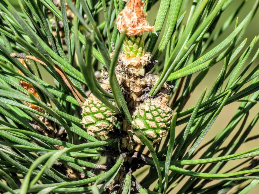 Микростробилы сосны