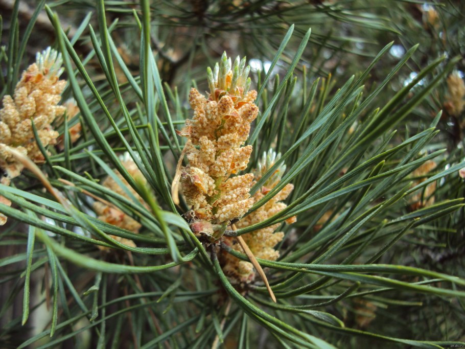 Пыльцевые побеги сосны