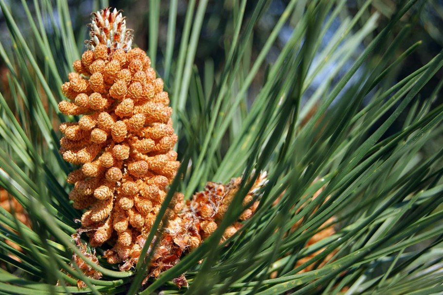 Стробилы сосны обыкновенной