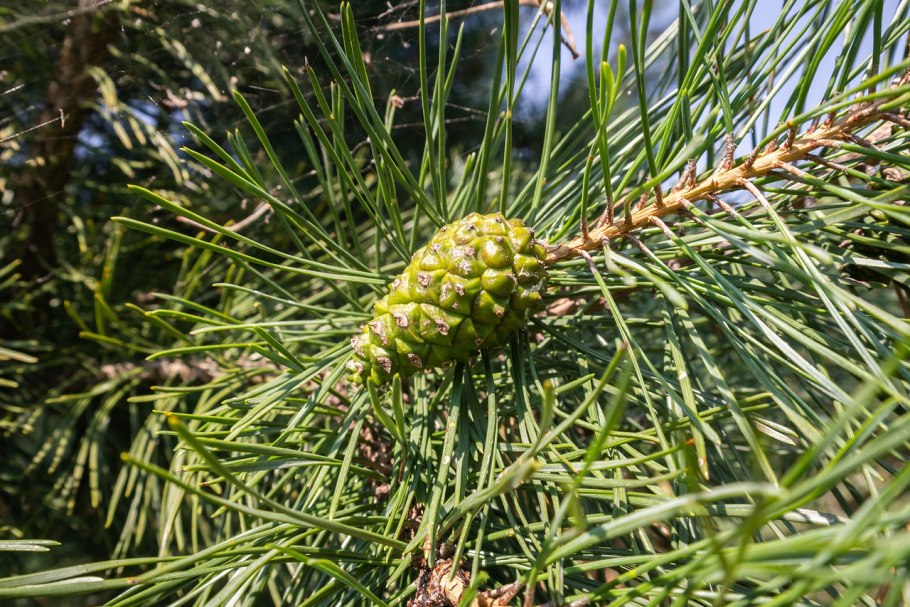 Сосна Сибирская кедр почки