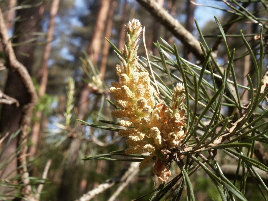 Мужские и женские шишки сосны