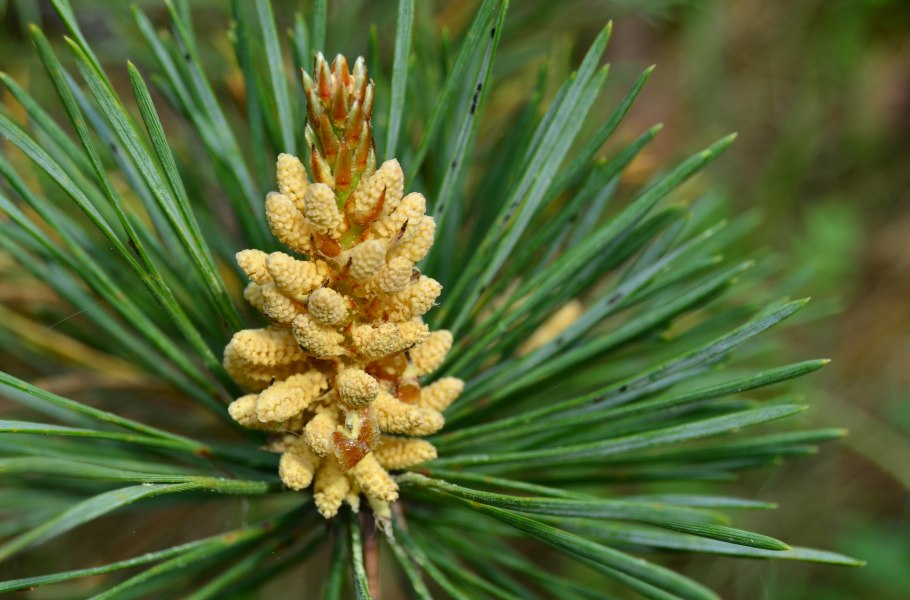 Сосна Кедровая Сибирская стробилы