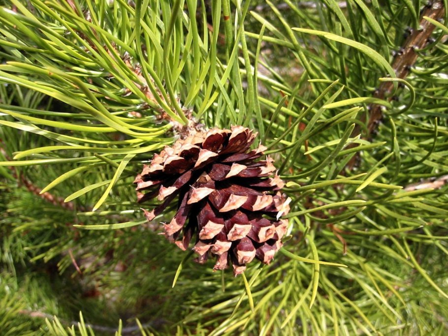 Pinus Sylvestris шишки