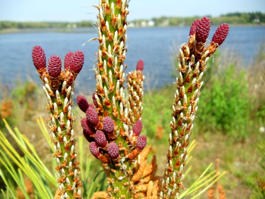 Pinus Sylvestris побег