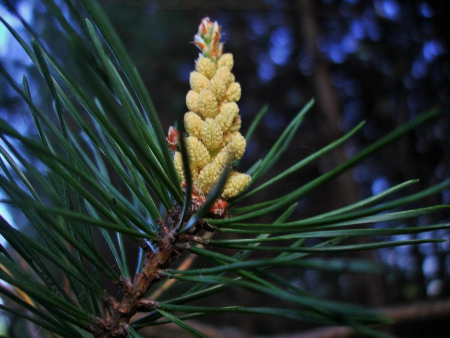 Молодые шишки сосны обыкновенной