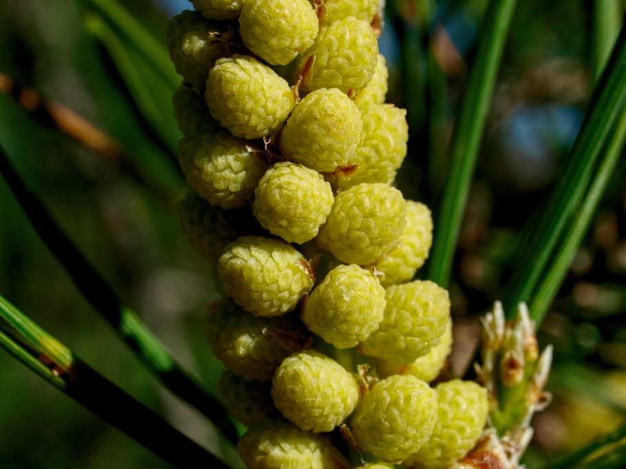 Микростробилы сосны кедровой сибирской