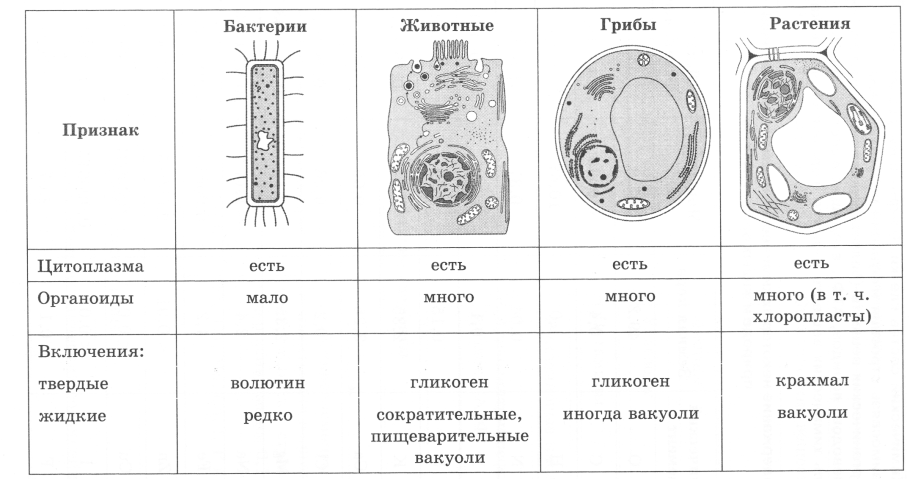 Клетка животного строение и функции