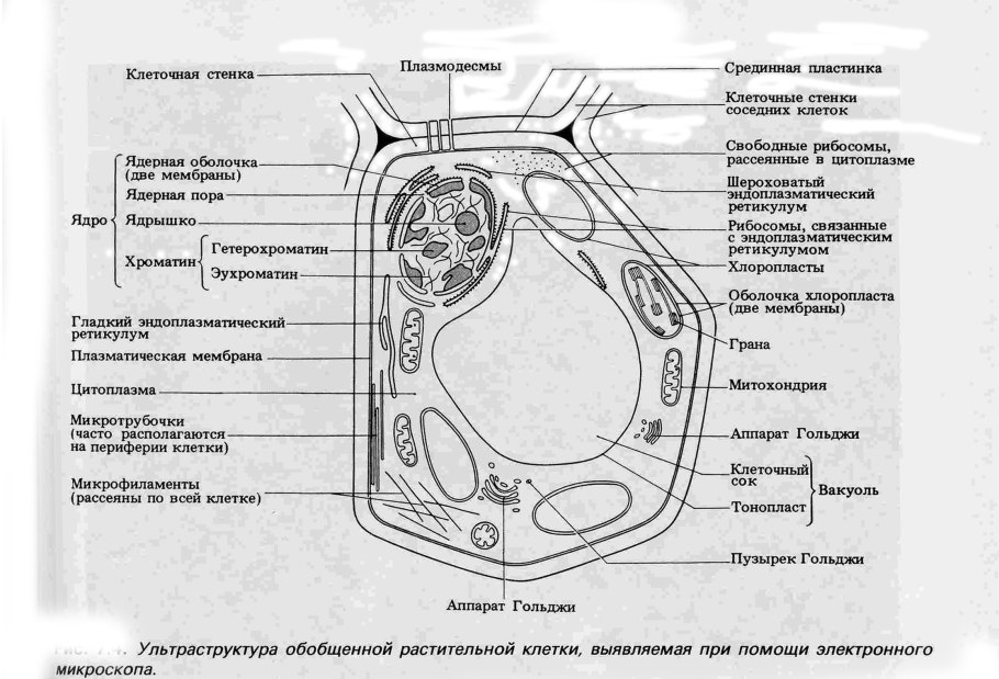 Структура растительной клетки схема