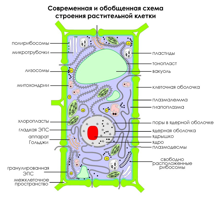 Современная (обобщённая) схема строения растительной клетки: