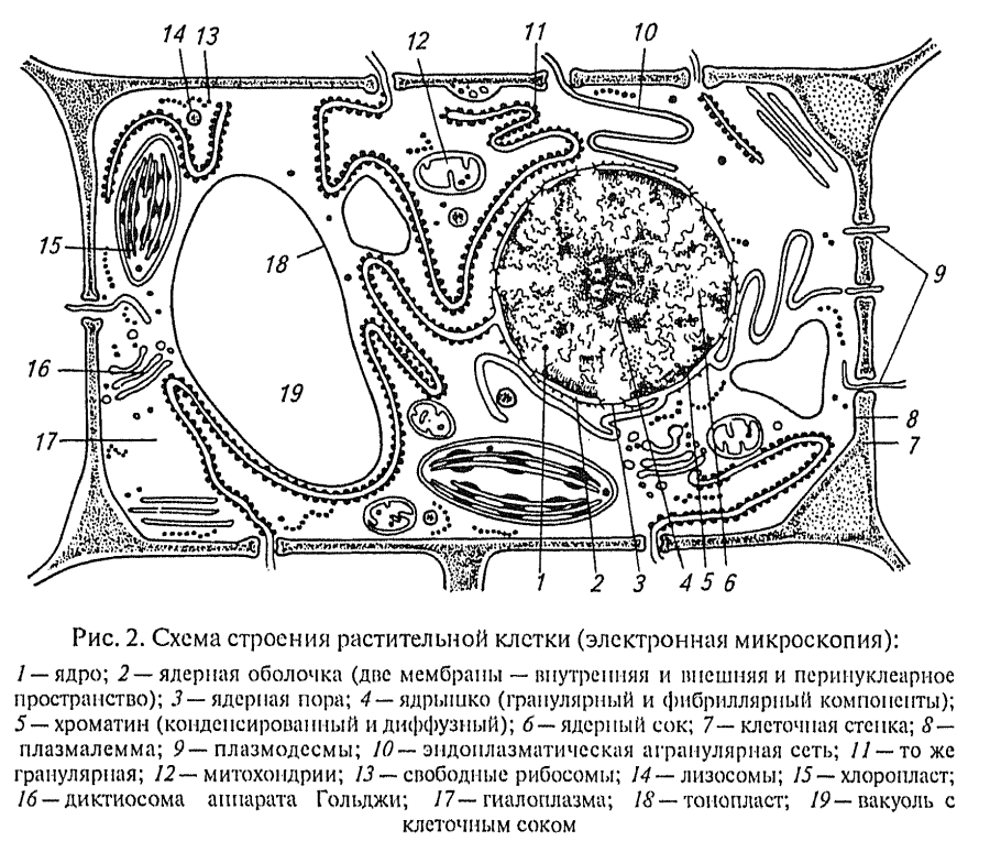 Структура растительной клетки схема