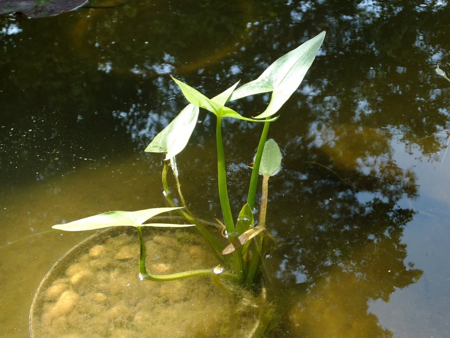 Хвощ Речной (Equisetum fluviatile)
