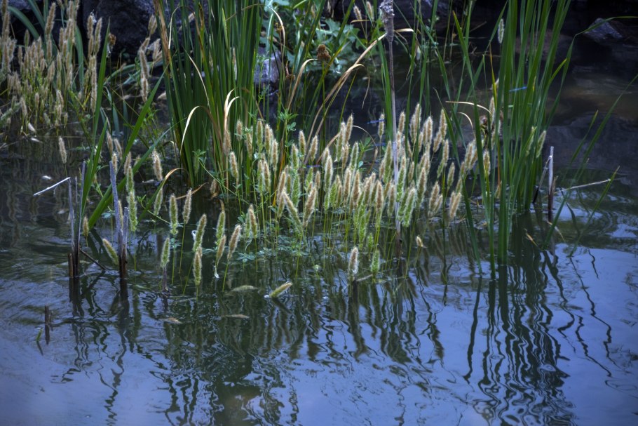Ежеголовник всплывающий
