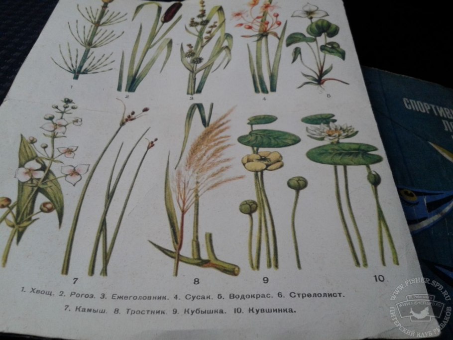 Схеноплектус Озёрный (камыш Озёрный)