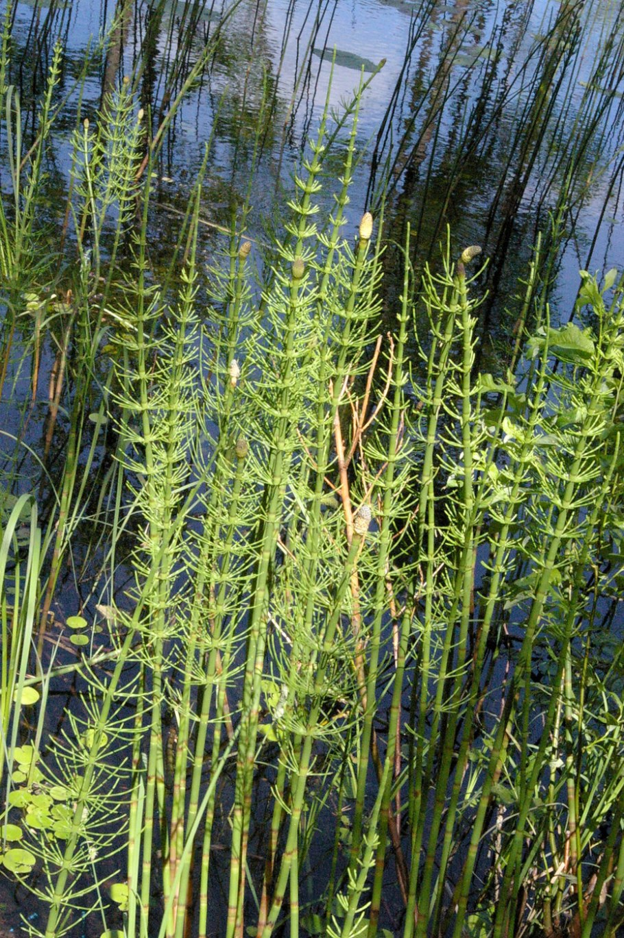 Водные растения гидрофиты