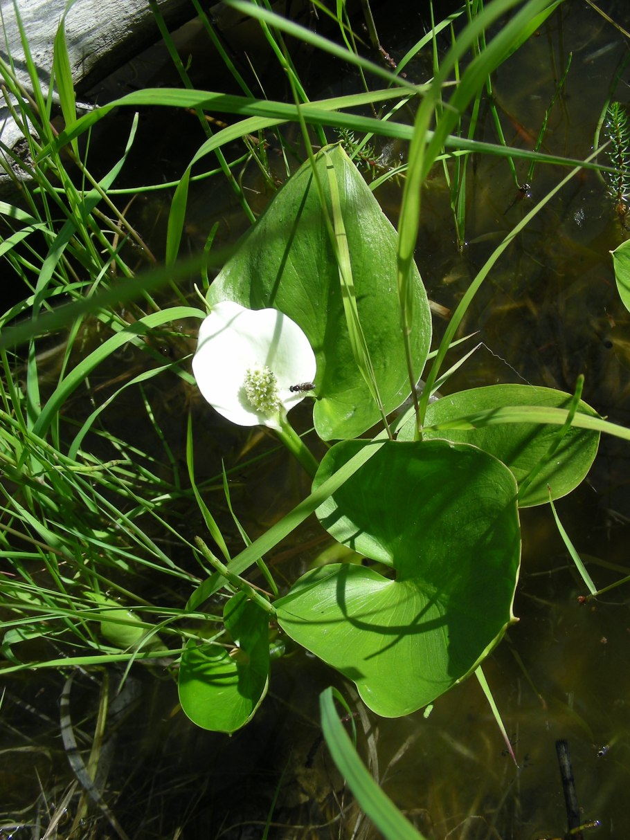 Болотница Болотная Eleocharis palustris