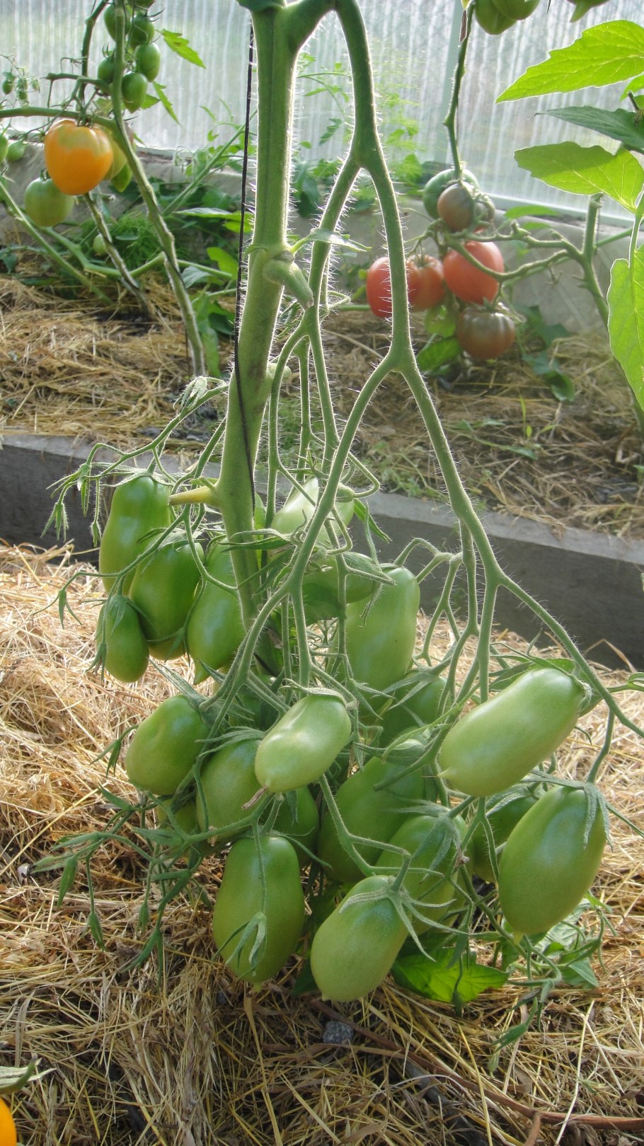 Томат Пасто итальяно 20шт