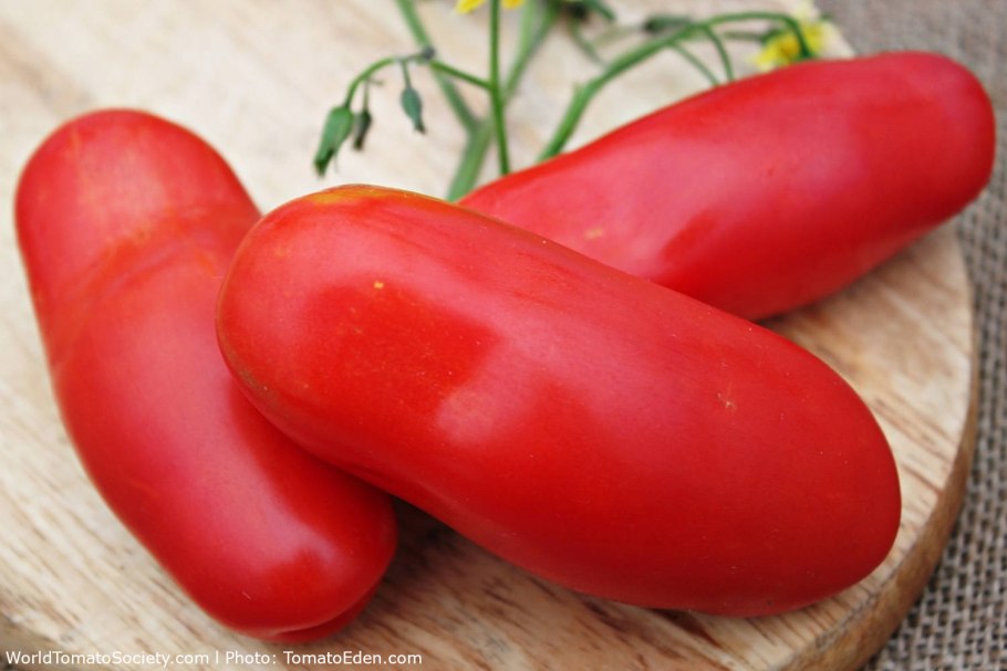 Томаты Италия на картинах