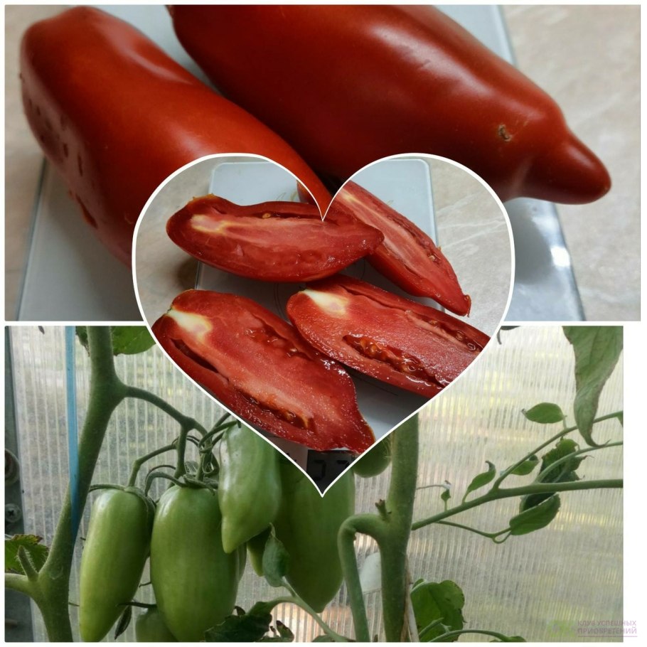 Итальянские помидоры сорта