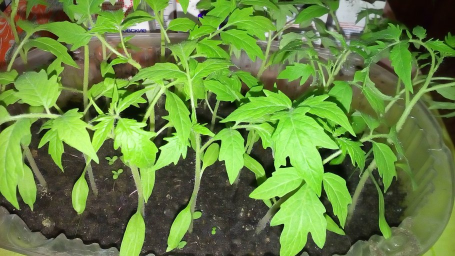 Костолуто Дженовезе томат