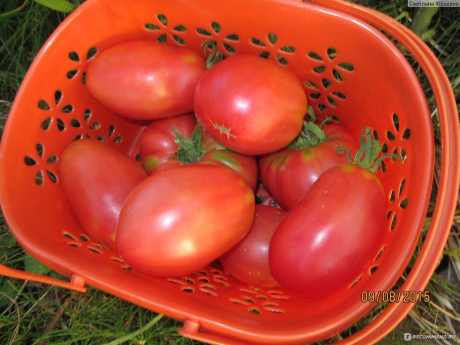 Семена томатов итальянские спагетти