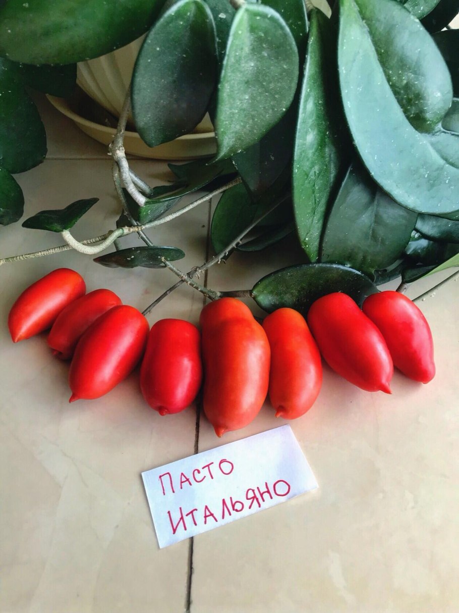 Помидор Санни фото на белом фоне