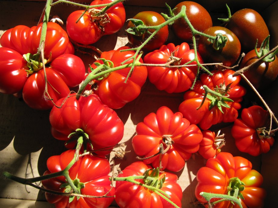 Томат итальянский Анджелина