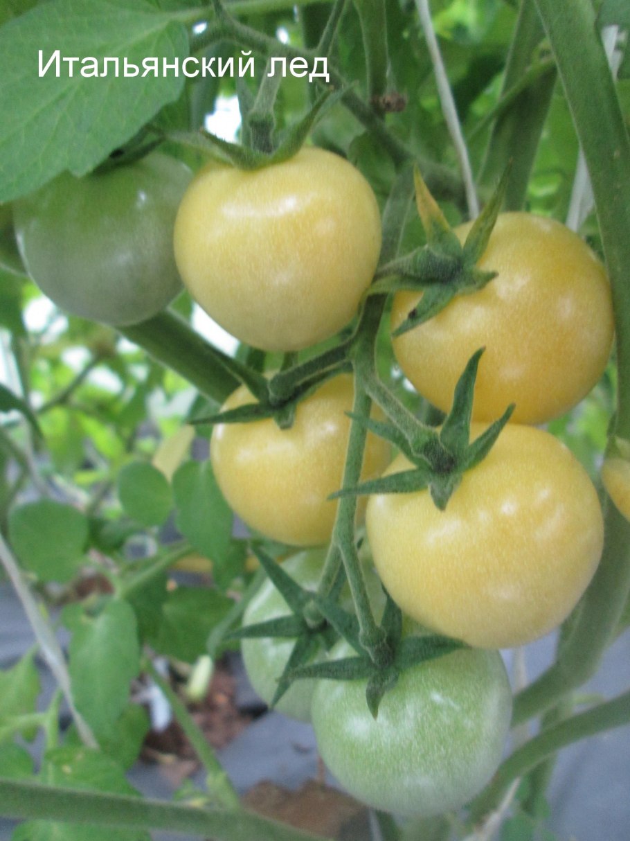 Сорт томатов Казанова