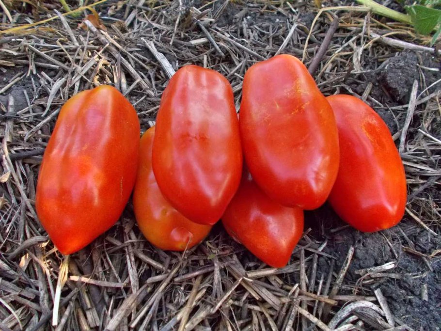 Томат итальянские спагетти Сибирский сад