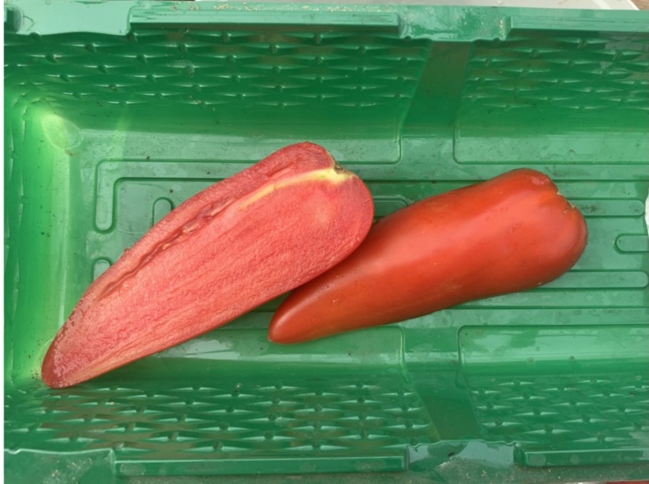 Томат сорта итальянские спагетти