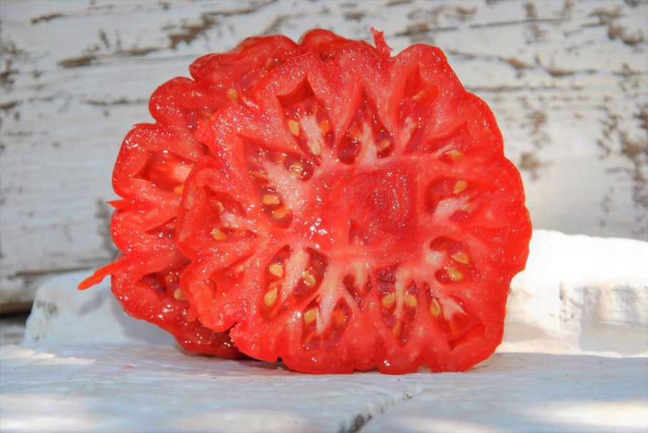 Томат Канестрино