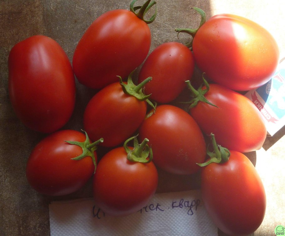 Томат итальянский майк