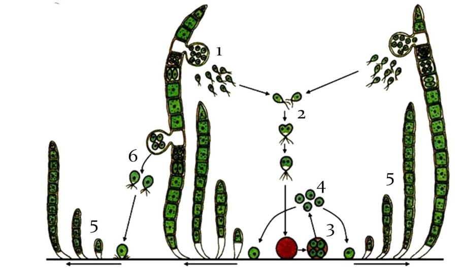 Схема жизненный цикл водорослей схема