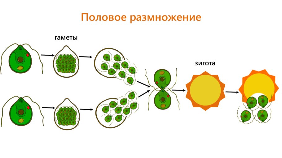 Chlorophyta отдел зелёные водоросли
