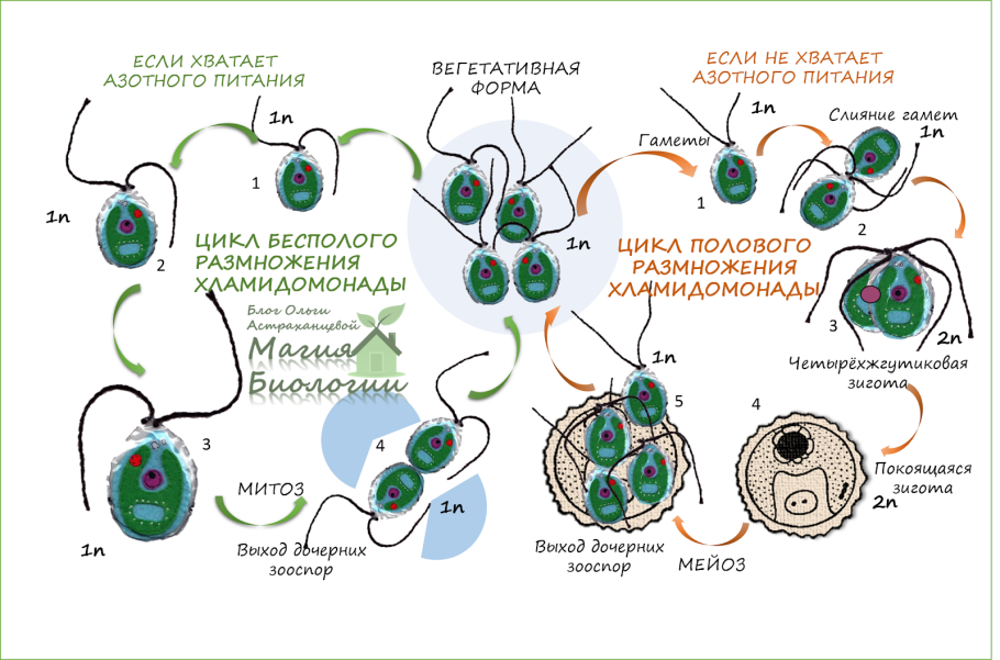 Жизненный цикл хламидомонады схема. Размножение водорослей хламидомонада. Жизненный цикл хламидомонады ЕГЭ. Цикл развития водоросли хламидомонады.