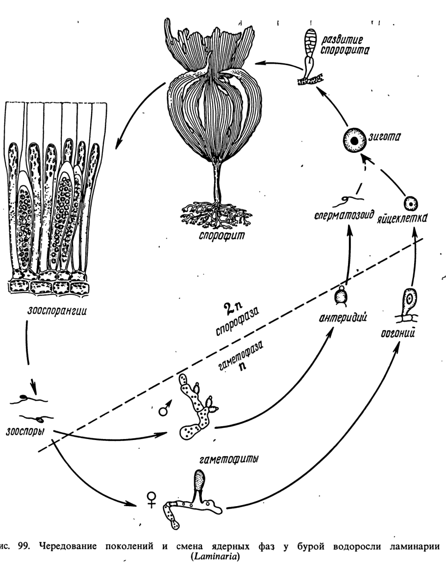 Размножение ламинарии схема. Цикл развития ламинарии схема. Схема жизненного цикла бурой водоросли. Жизненный цикл красных водорослей схема.