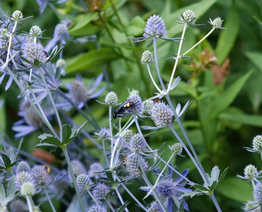 Синеголовник Ливенворта