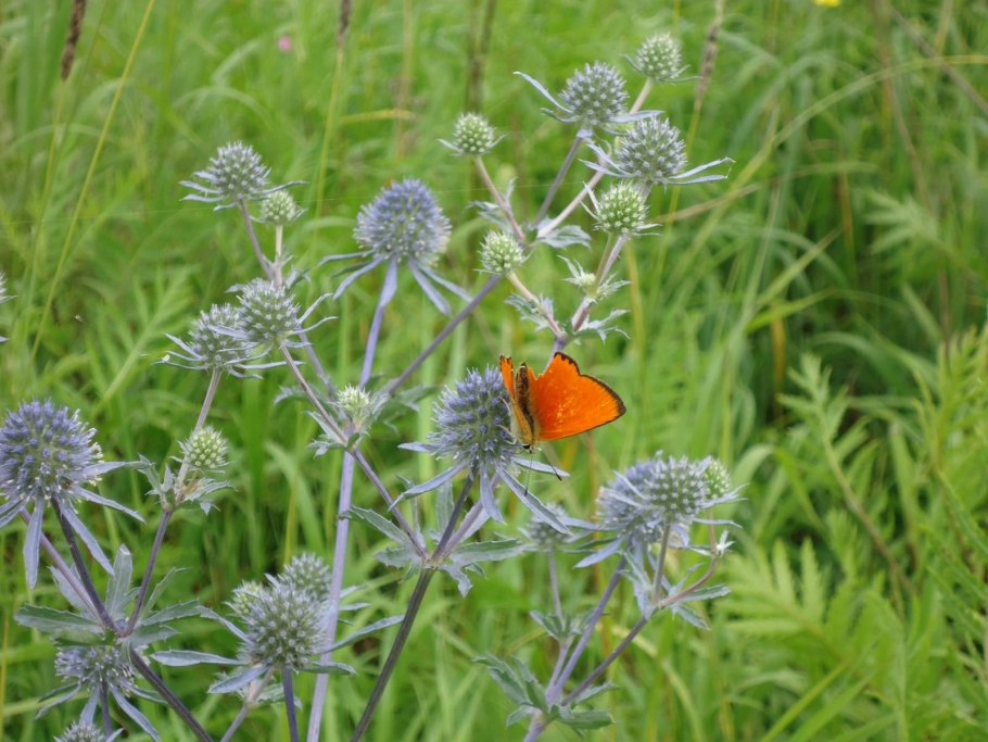 Синеголовник обыкновенный