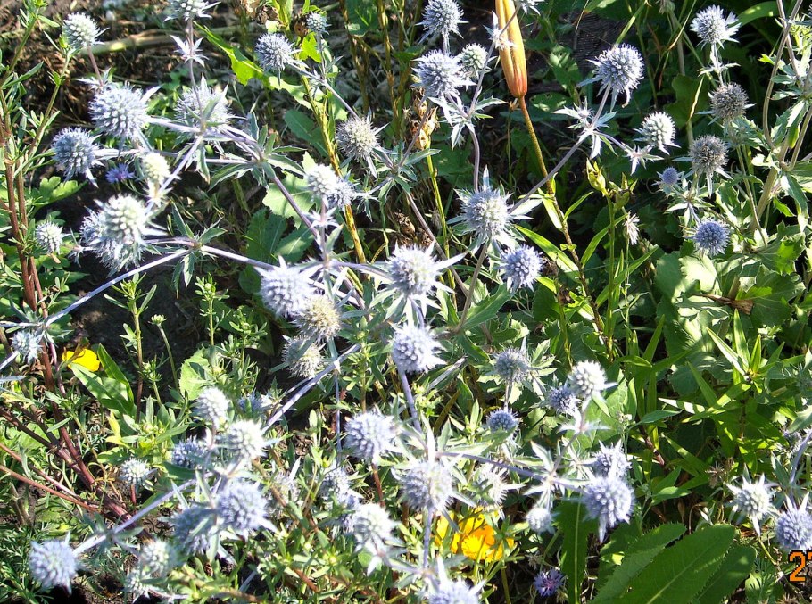 Синеголовник (Eryngium)