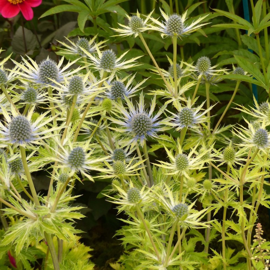 Синеголовник плосколистный Eryngium Planum