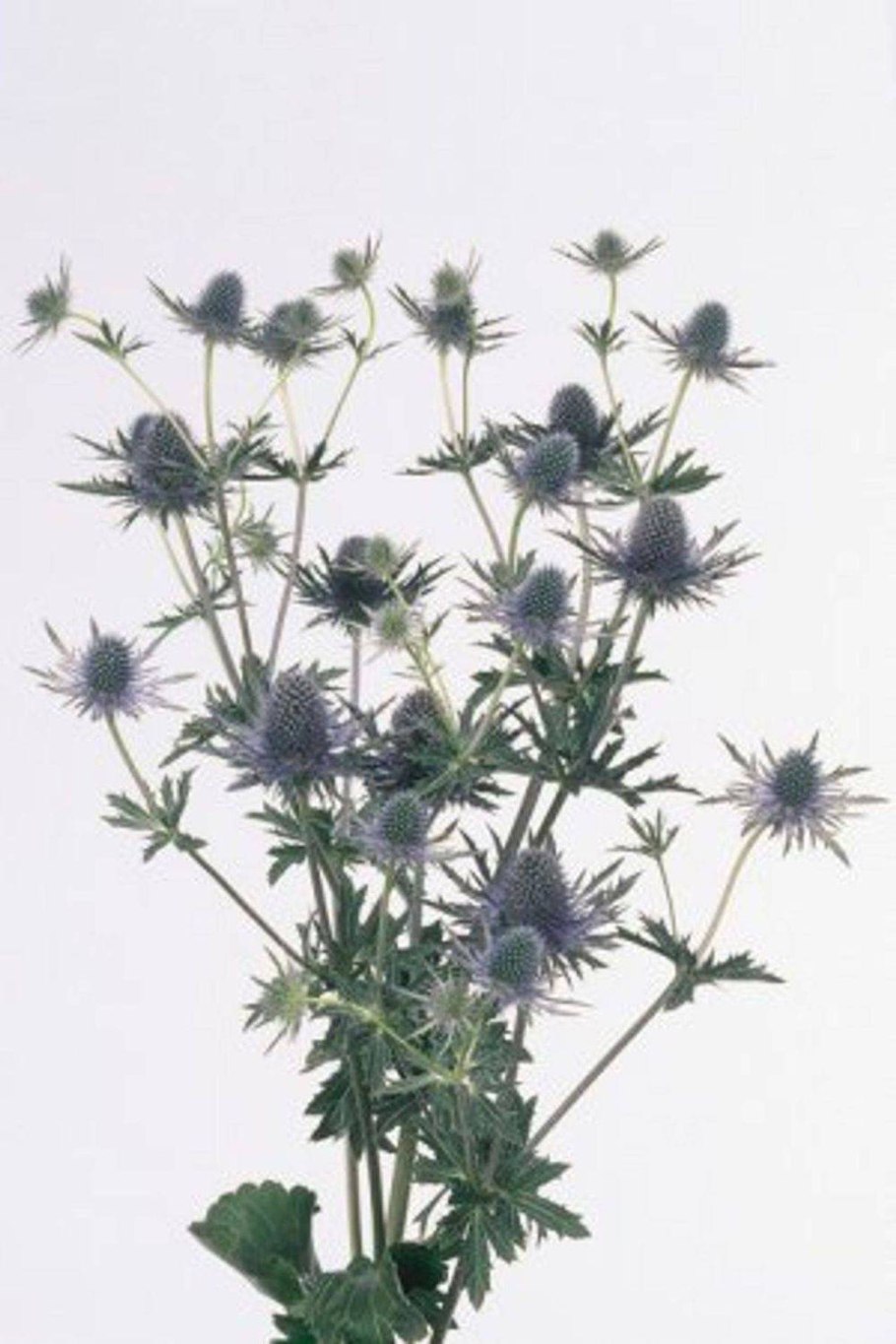 Синеголовник Чертогон