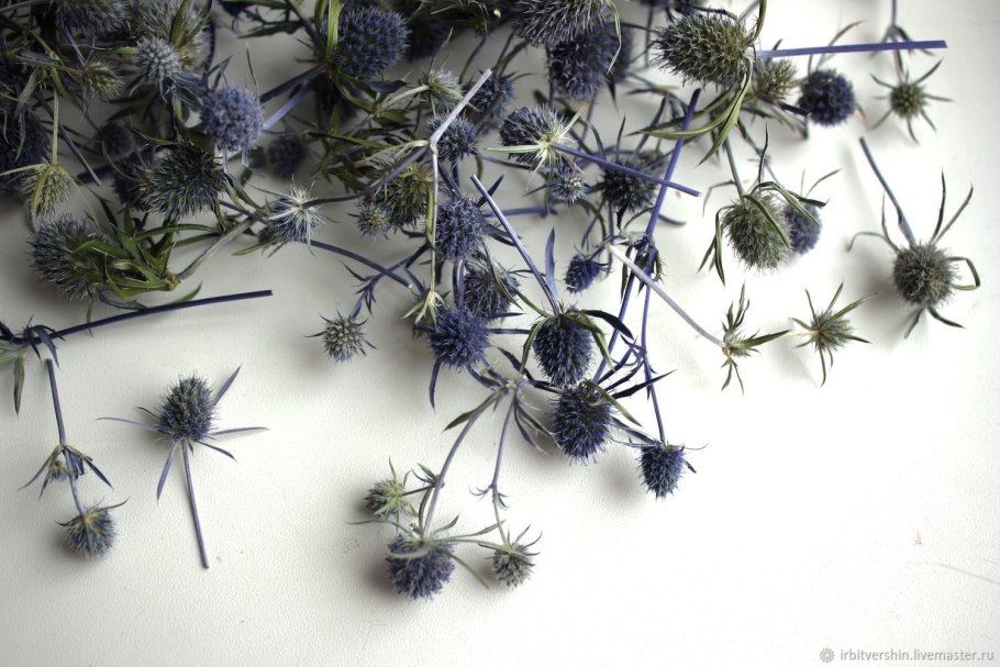 Синеголовник Блу Хоббит