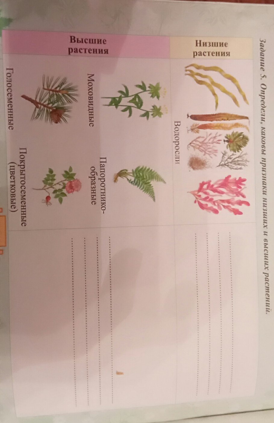 Конидии фитофторы