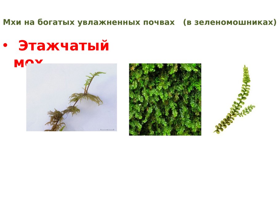 Ульва слоевище