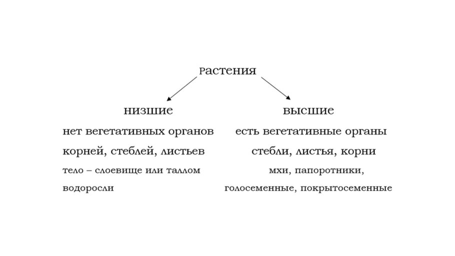 Строение высших споровых растений