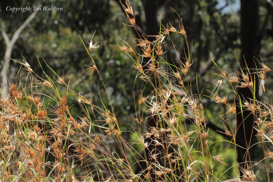 Злаковые (Poaceae) Покрытосеменные