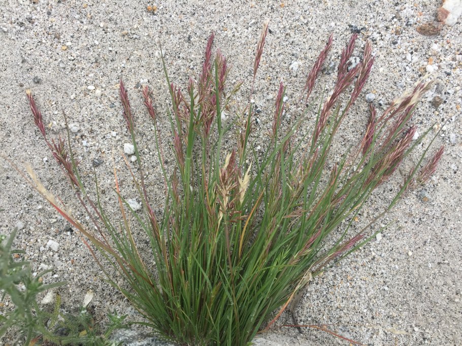 Трава Themeda triandra