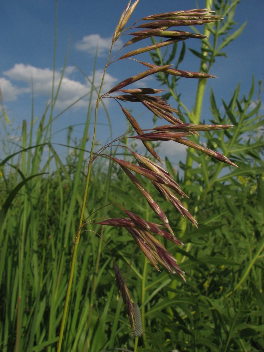 Eleocharis quinqueflora