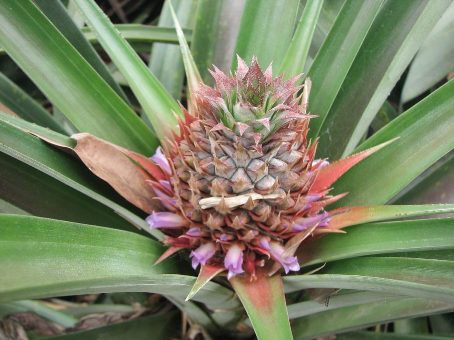 Осока бледноватая (Carex pallescens)