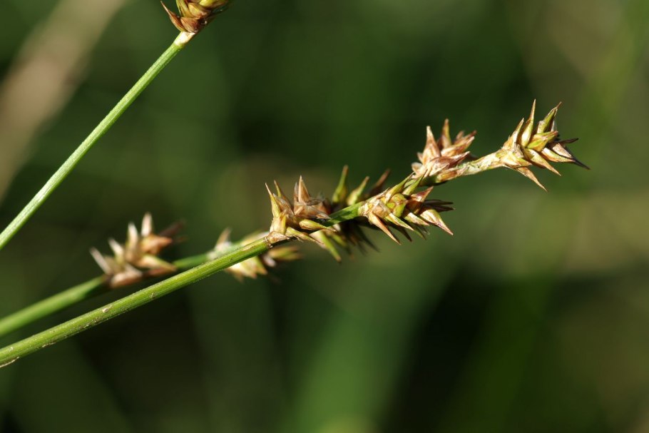 Перистощетинник сизый (Pennisetum glaucum)